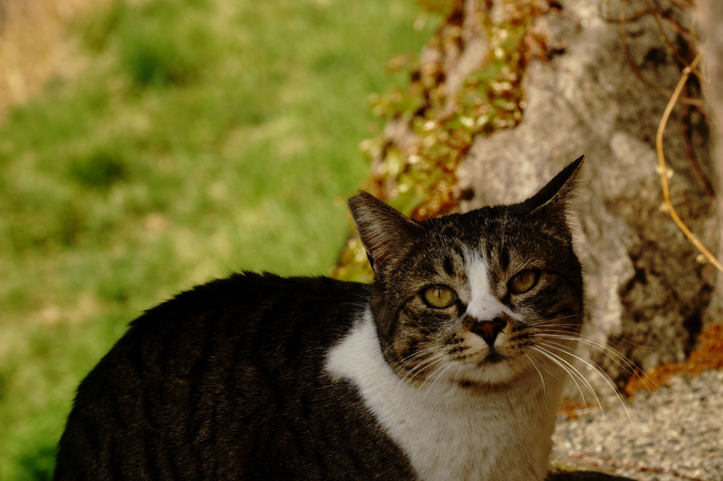 縄手通りの野良？猫