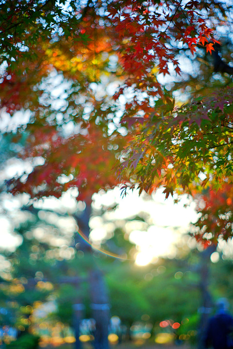 松本城に秋がきたーー