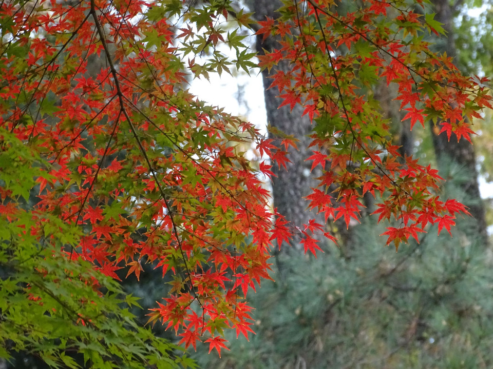 名城公園の秋