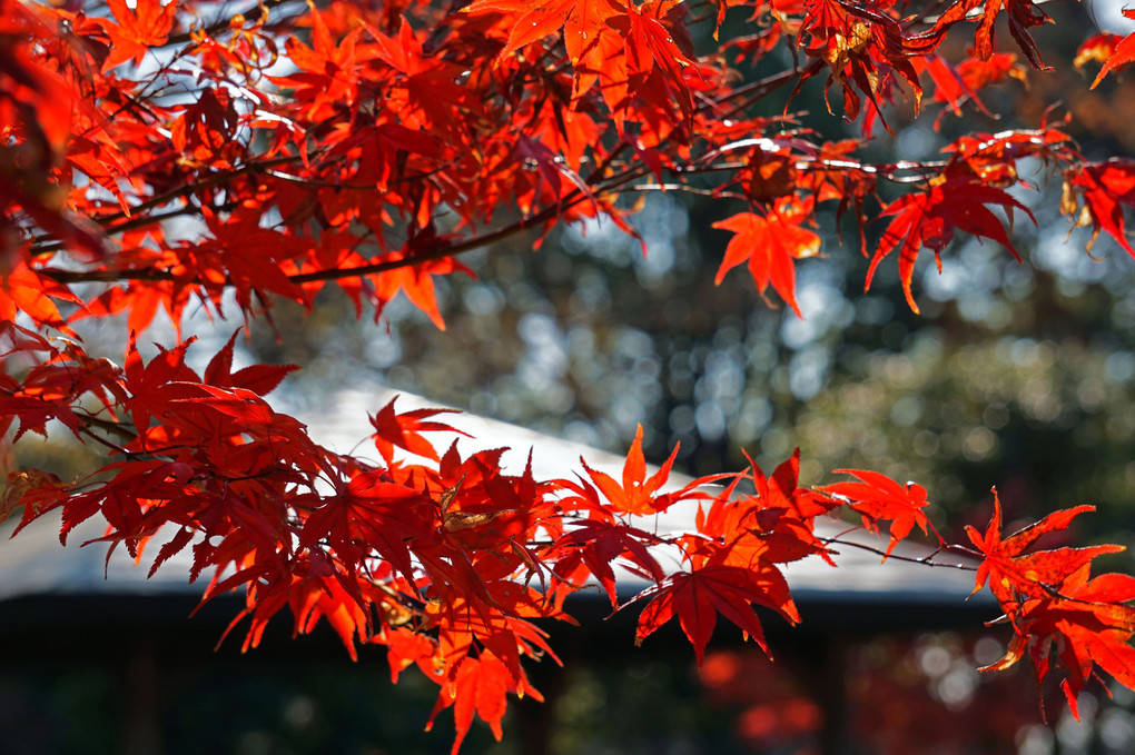 晩秋の荒子川公園