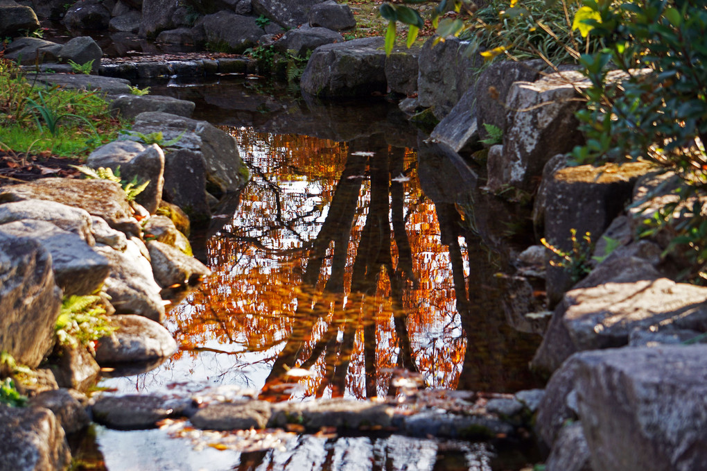 晩秋の荒子川公園