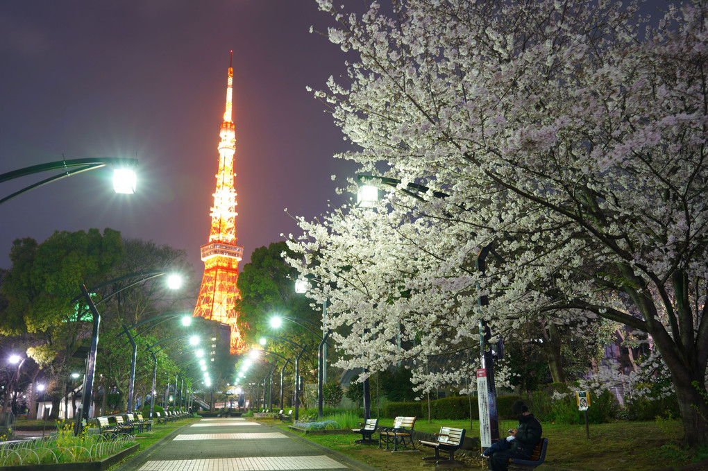 夜桜と東京タワー