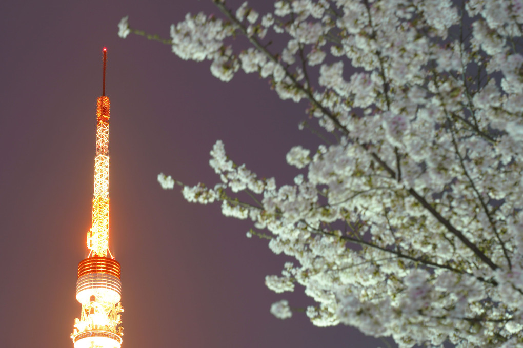 夜桜と東京タワー