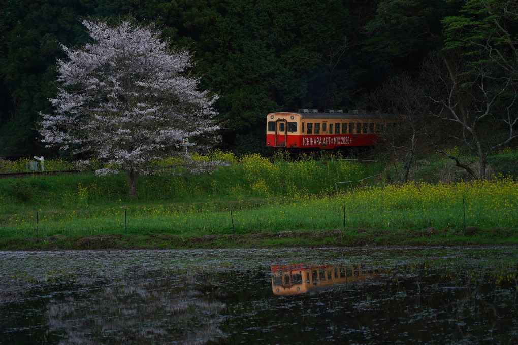 春宵の小湊鉄道