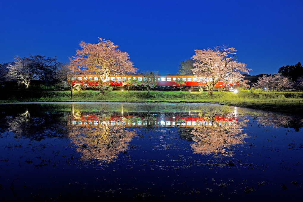 葉桜の飯給駅