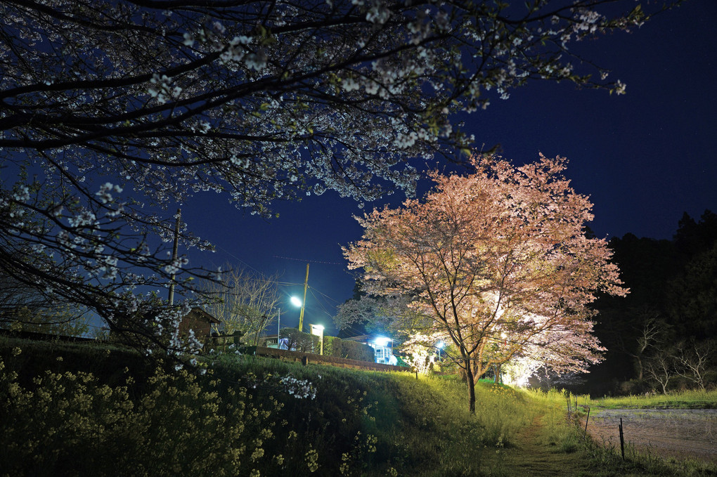 葉桜の飯給駅