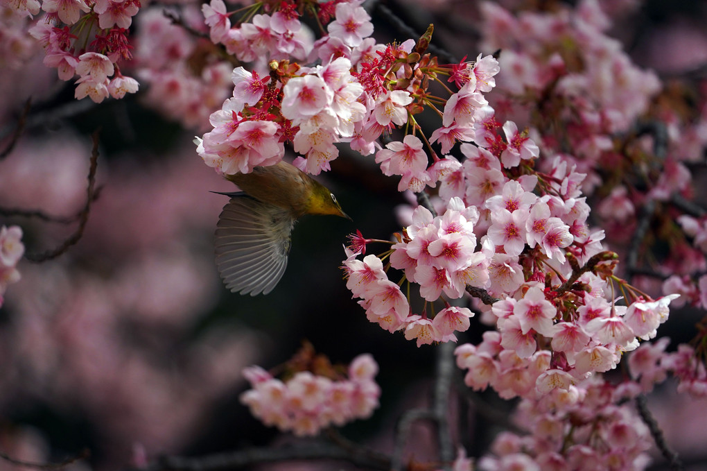 メジロと薩摩寒桜