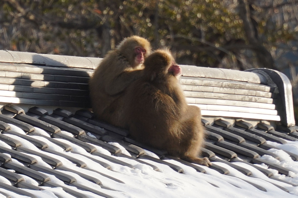 屋根の上の仲良しお猿と、木陰から覗く「家政婦は見た」的なお猿さん in 猿ヶ京温泉