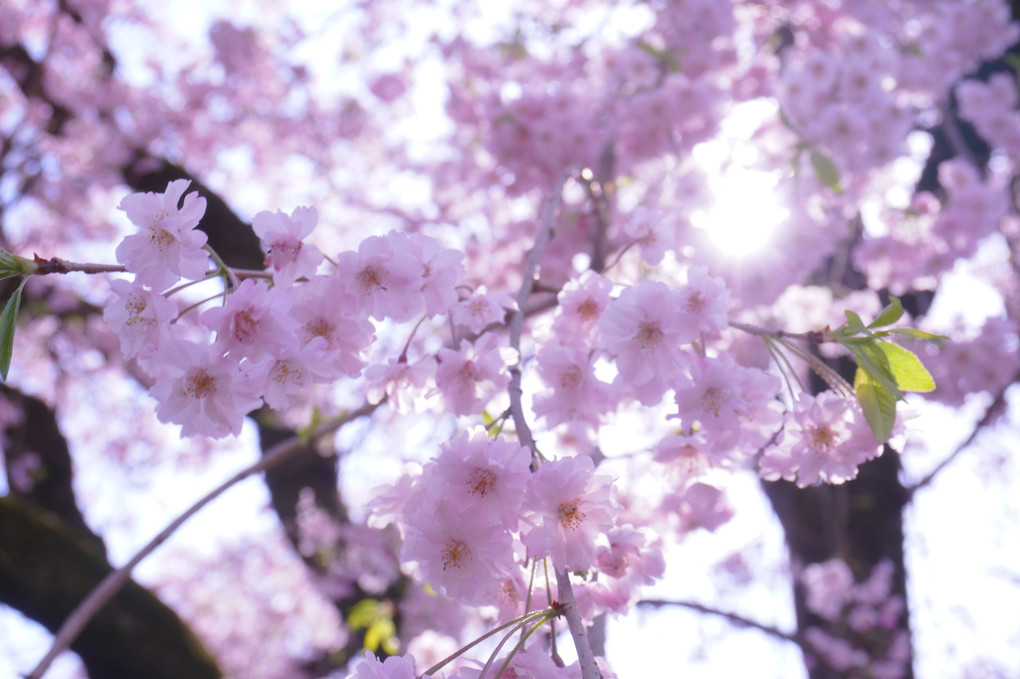 桜色を撮る＠新宿の公園編