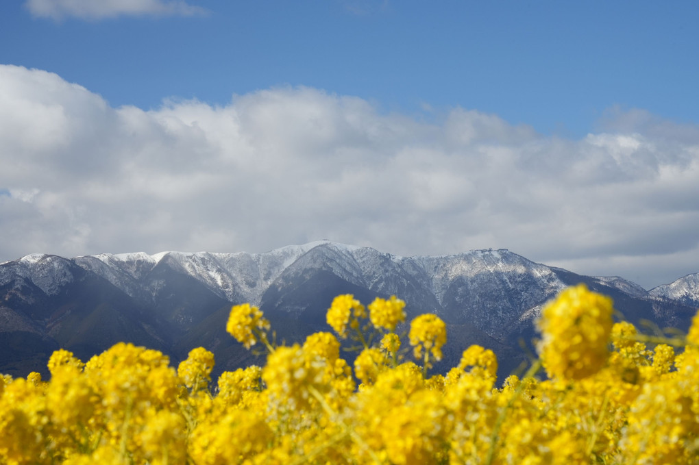 菜の花と比良山地