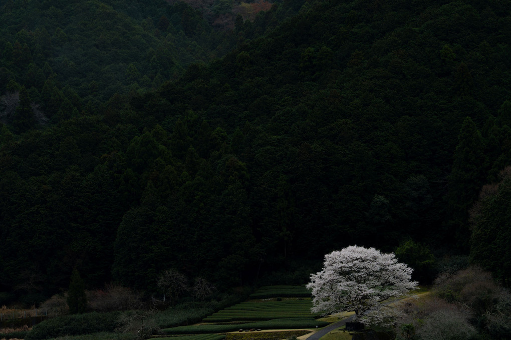 竹原淡墨桜