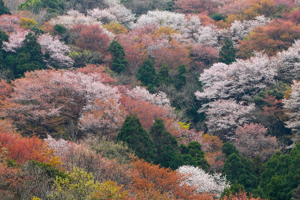 神子の山桜