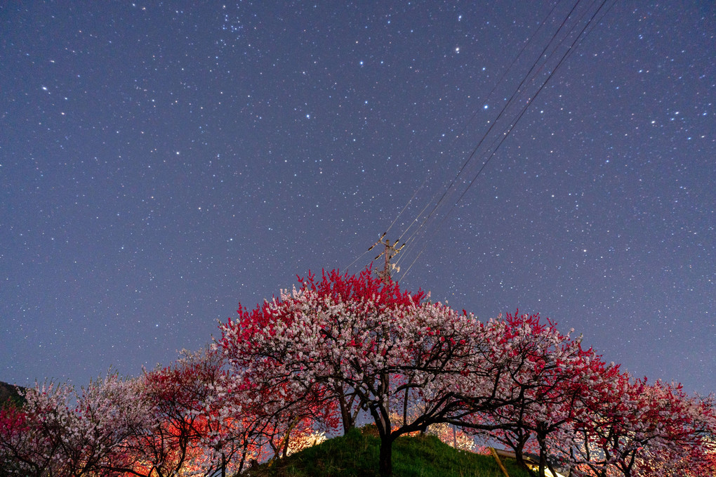 花桃×星空