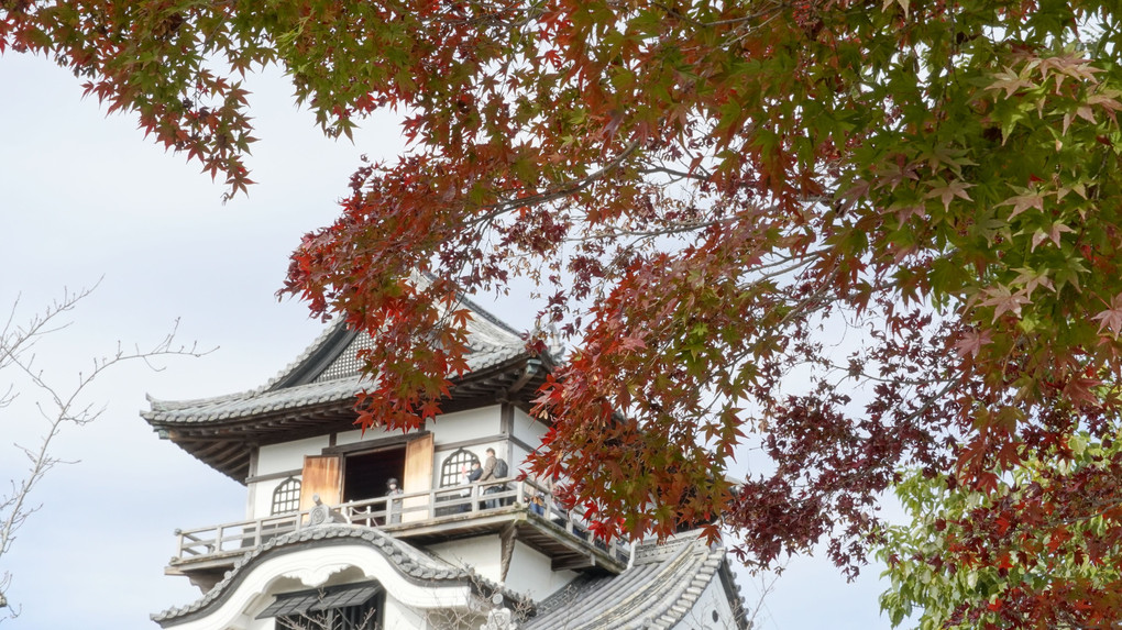 犬山城と紅葉