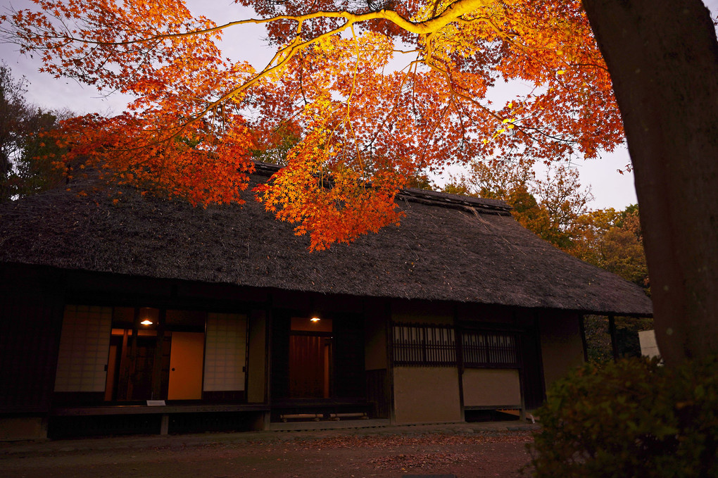 江戸東京たてもの園「紅葉とたてもののライトアップ」