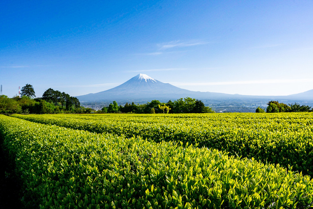 富士山とお茶畑