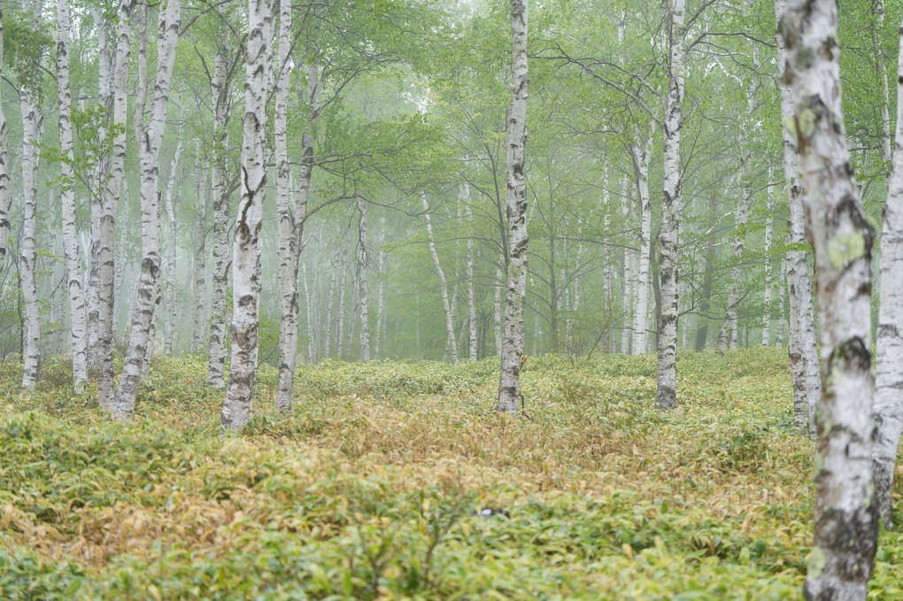 新緑の白樺林