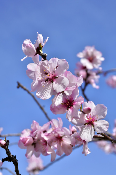 アーモンドの花