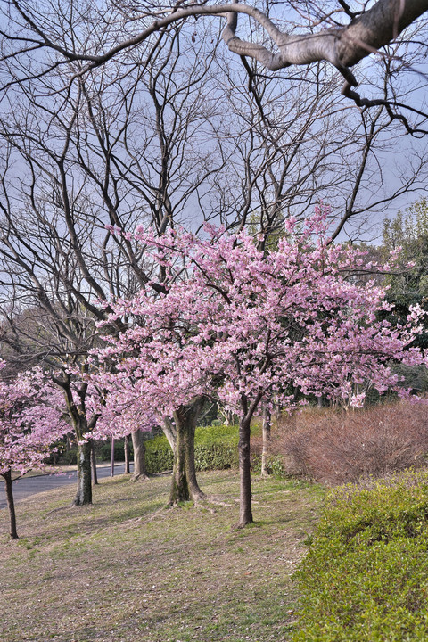 カワヅとオカメ ・・・早咲き桜