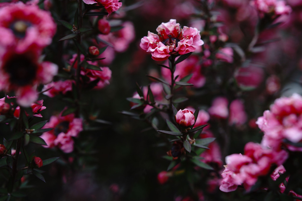 名前知らずの花