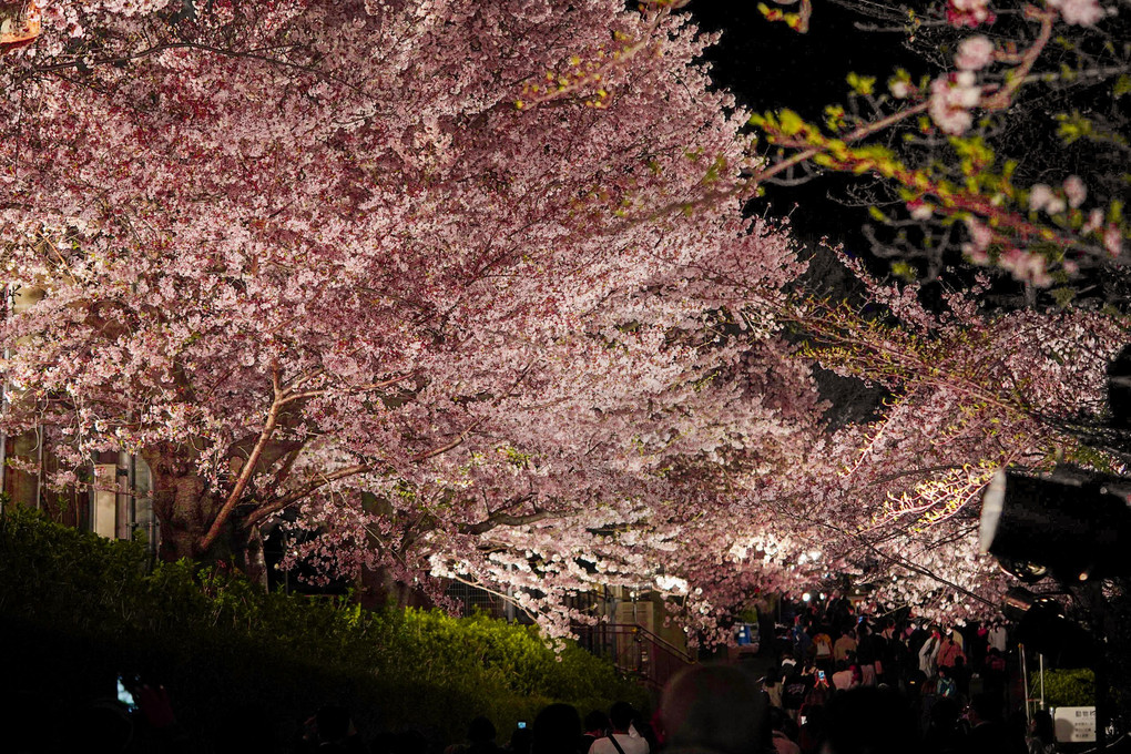夜桜イルミネーション
