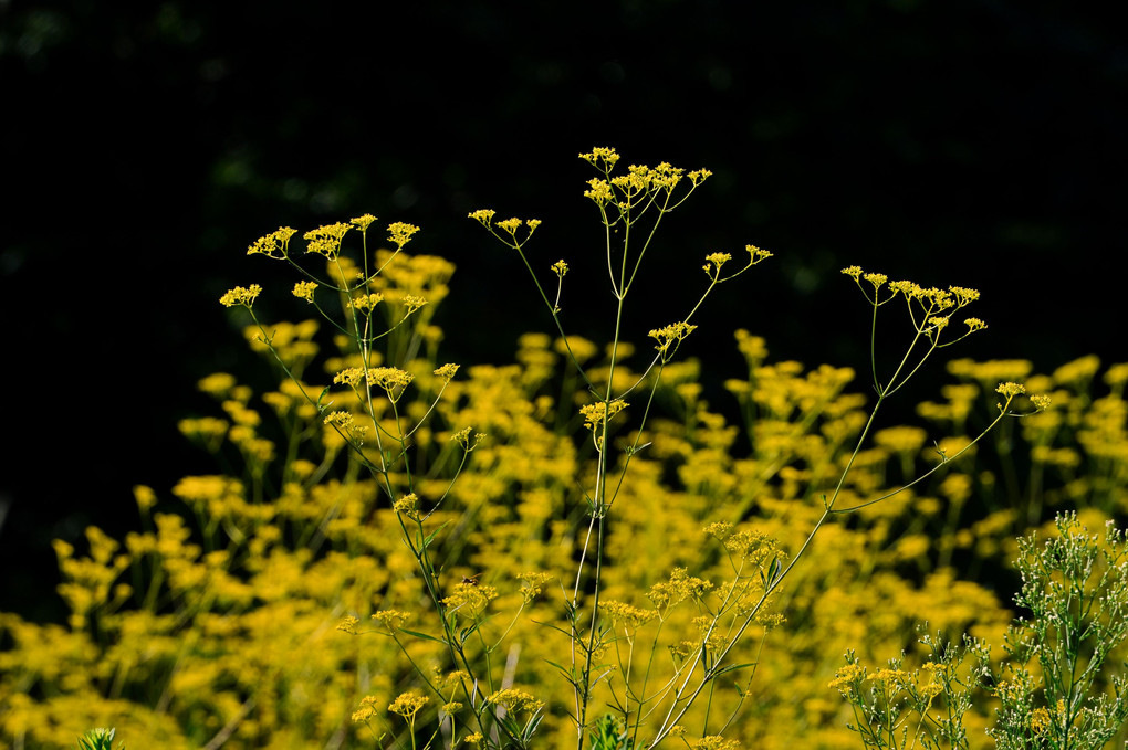 黄の花