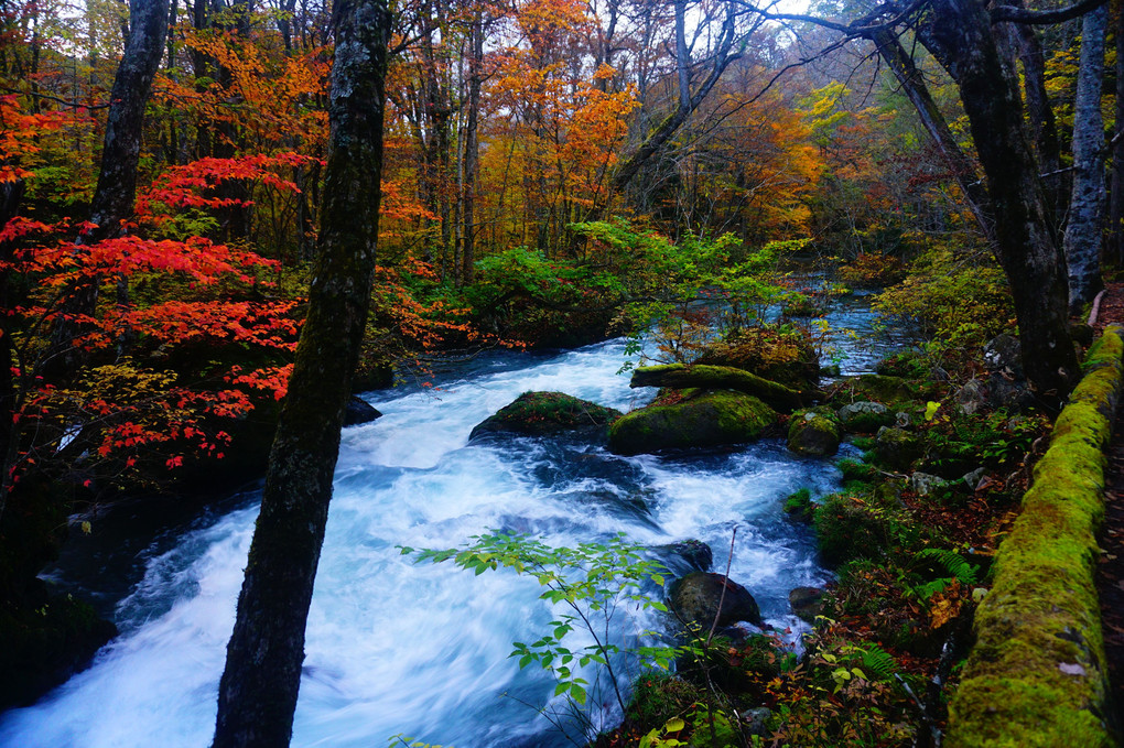 秋、地元の渓流にて