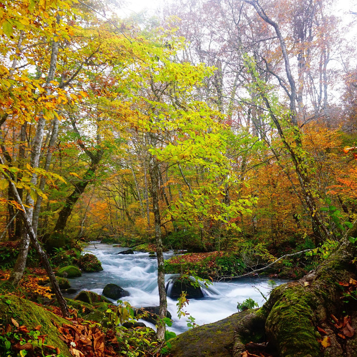 秋、地元の渓流にて