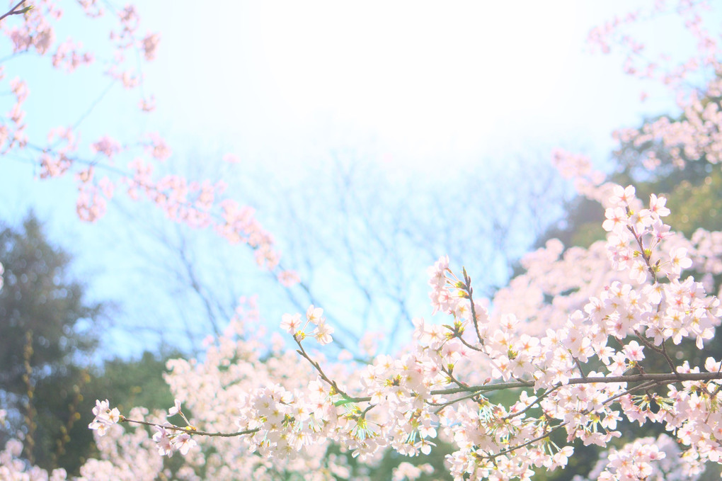 Cherry blossom in Miyajima island