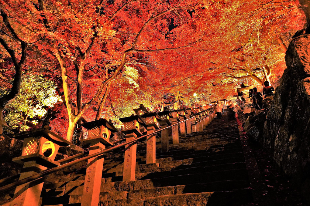 大山寺の紅葉ライトアップ
