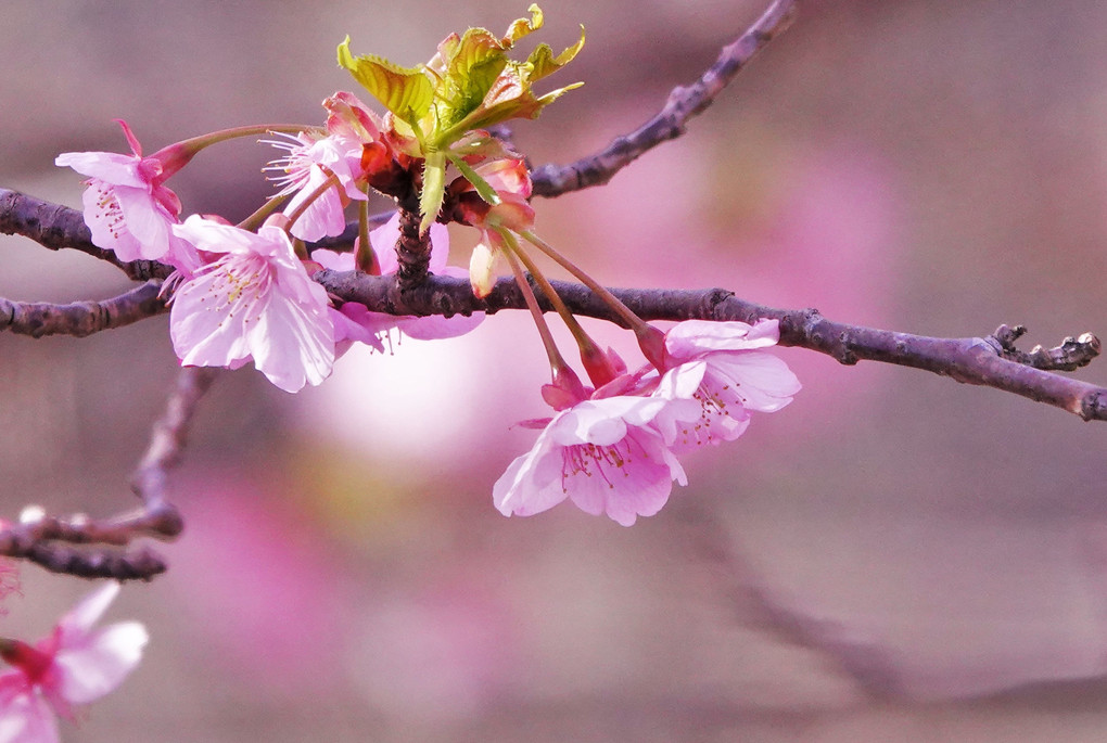 春の足音河津桜咲く