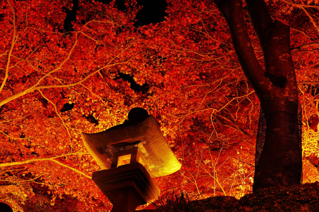 大山寺の紅葉ライトアップ2021
