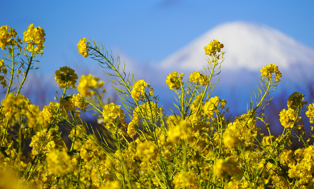 菜の花と富士山、吾妻山