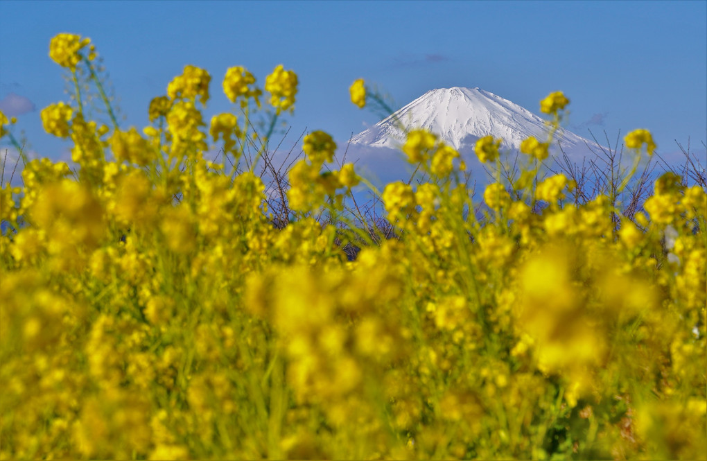 菜の花と富士山、吾妻山