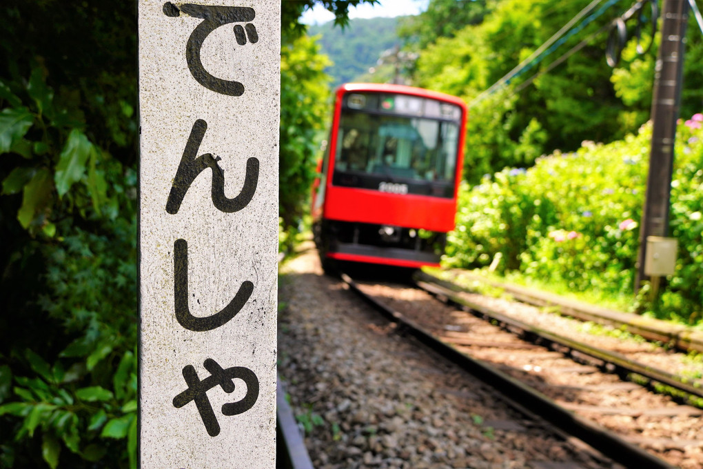 紫陽花と箱根登山電車