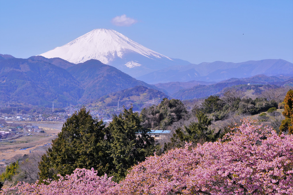 河津桜と富士山