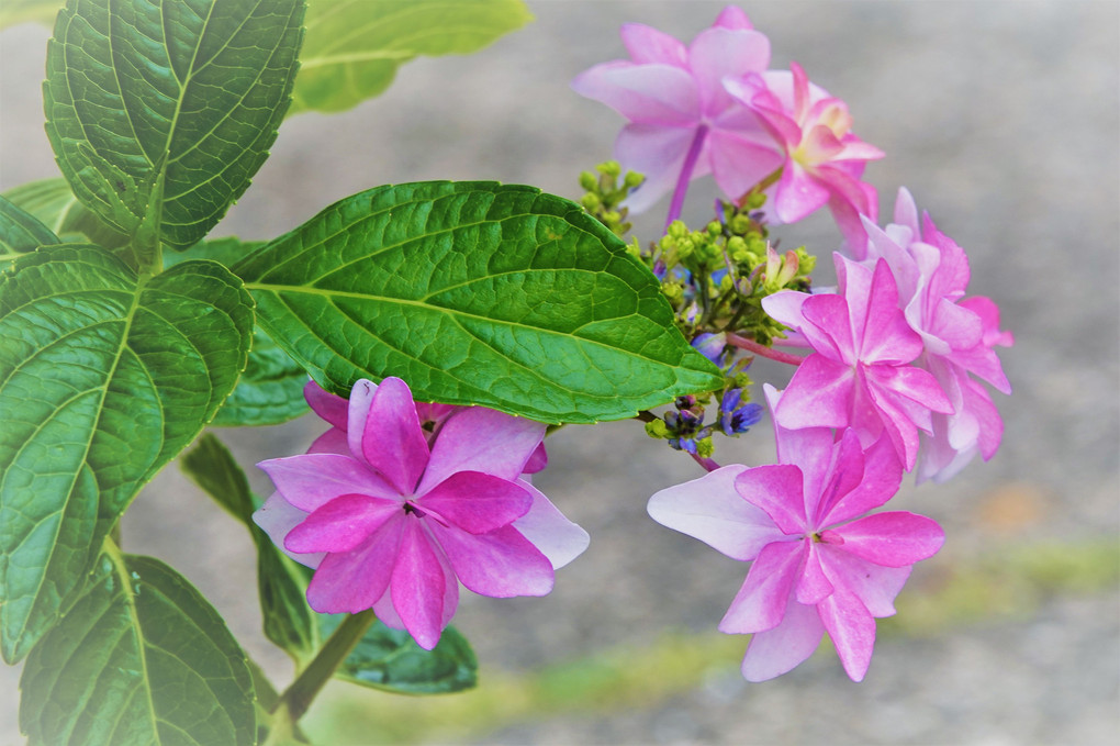 紫陽花　2種