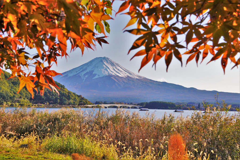 コキアと富士山