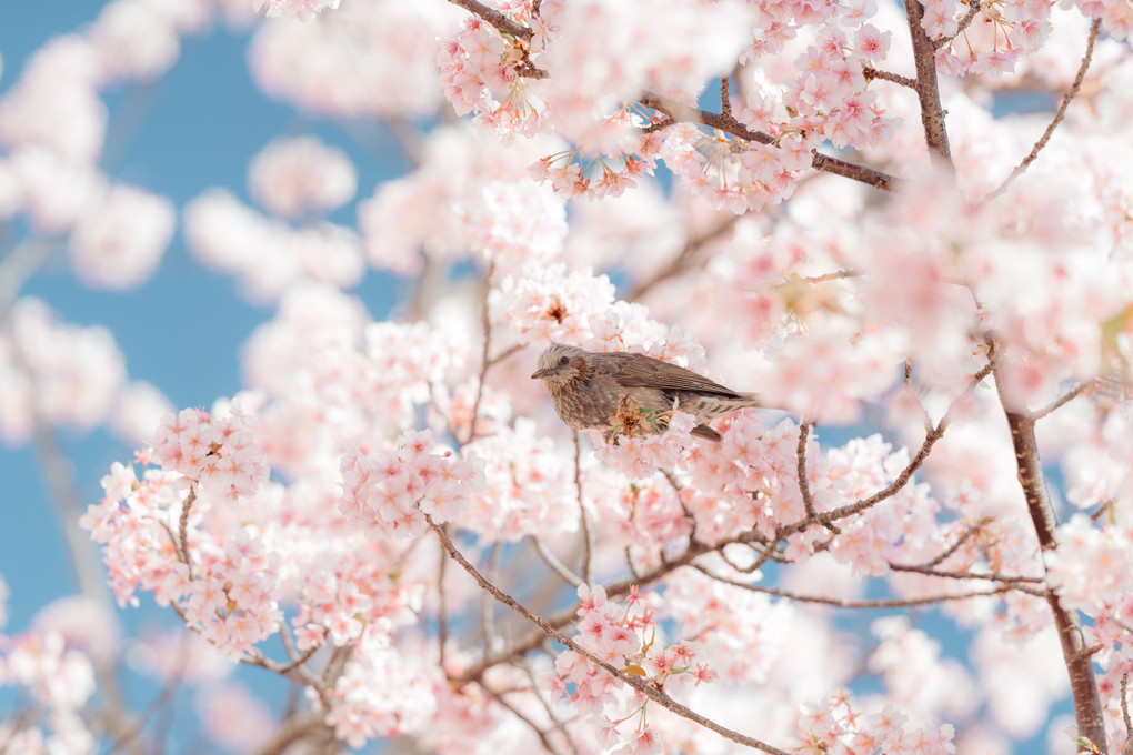 河津桜とヒヨドリ その2