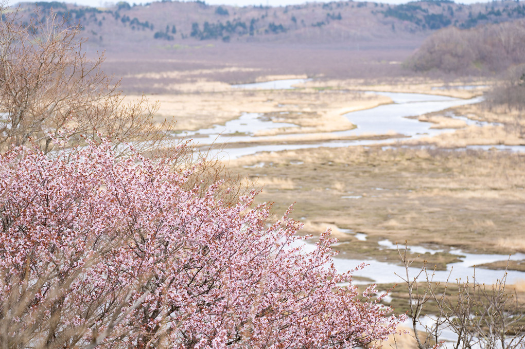 湿原と桜