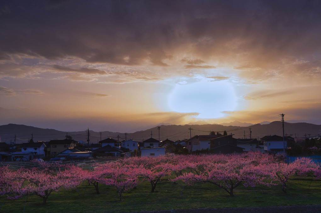桃畑と夕陽