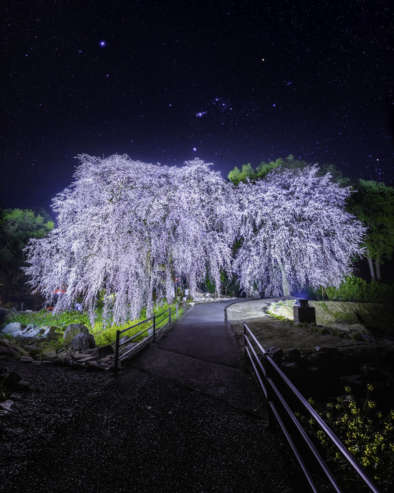 夜桜とオリオン
