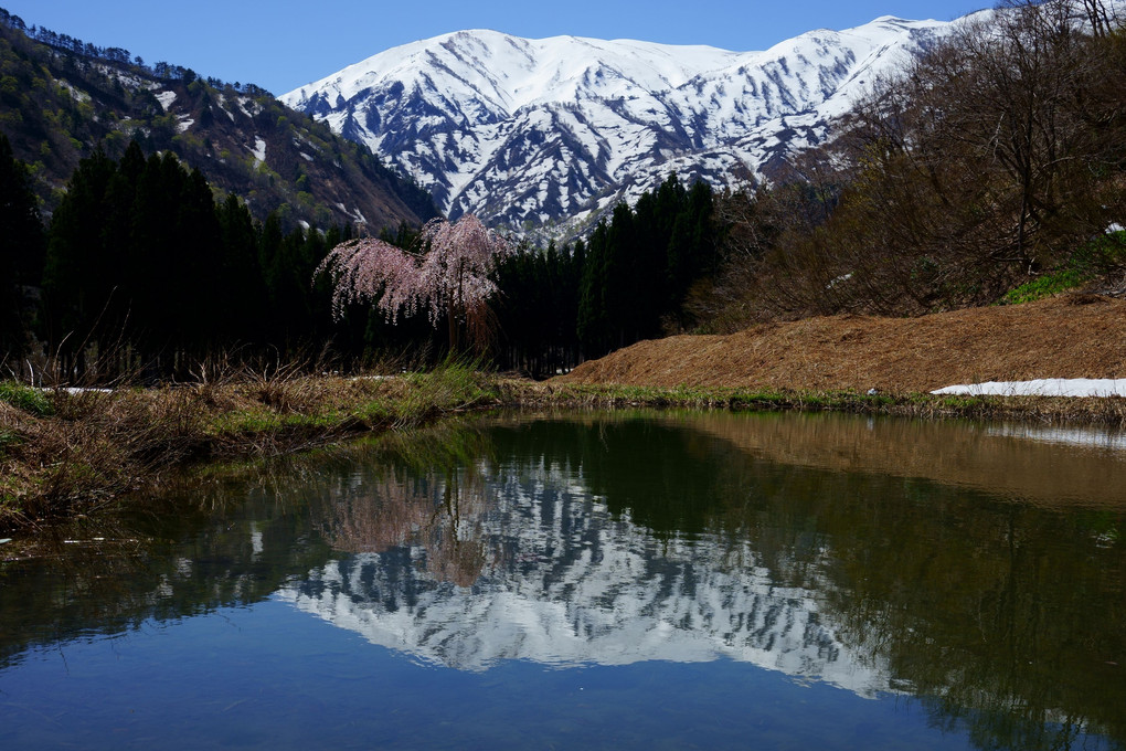 枝垂桜