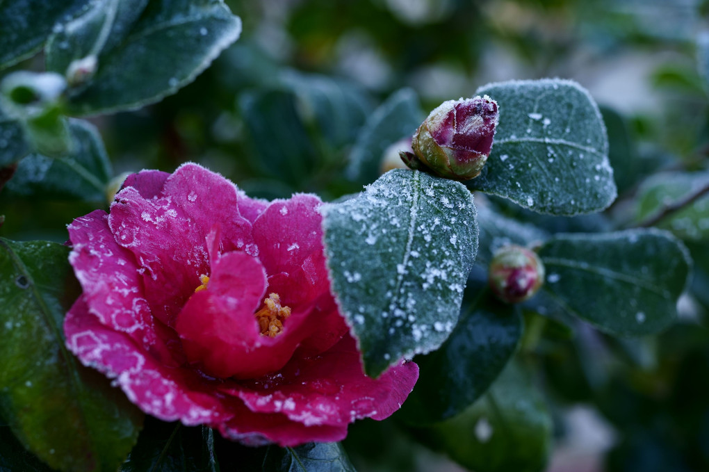 山茶花