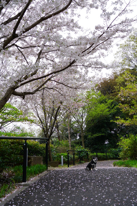 桜のお散歩道