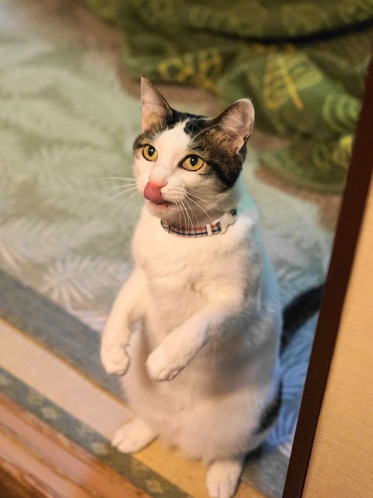 立ち上がる猫 はとむねさん Acafe Aの写真投稿サイト ソニー 立ち上がる猫 はとむねさん Acafe Aの写真投稿サイト ソニー