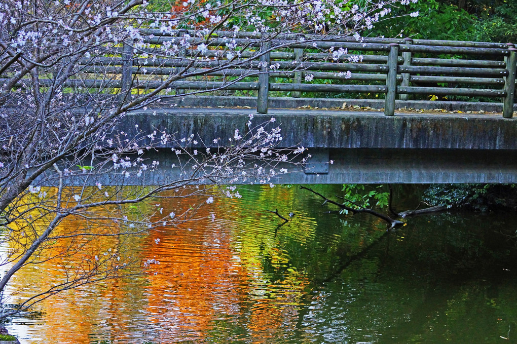 四季桜とコラボ