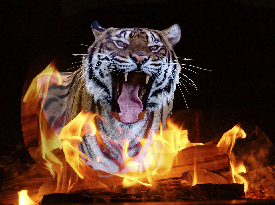 炎が照らす虎