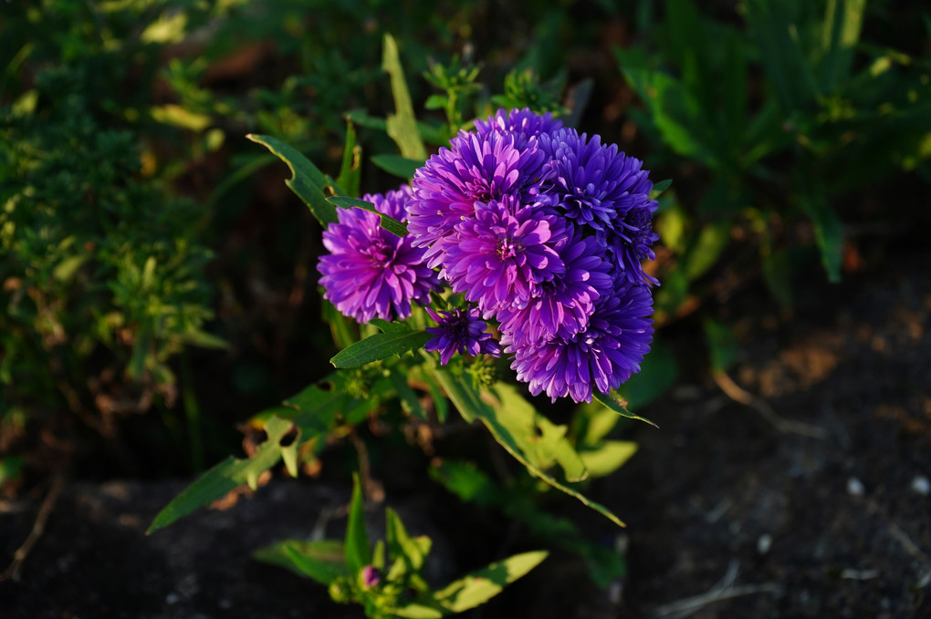 夕日を浴びた菊