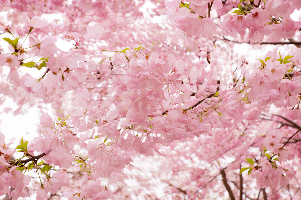 桜の花の戯れ